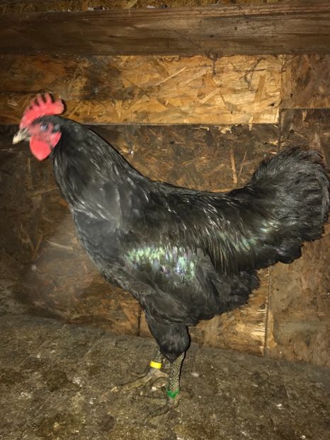 0A5B02AE-2CF6-4FD7-950B-C547D6C56EF4 - Gigant Jersey