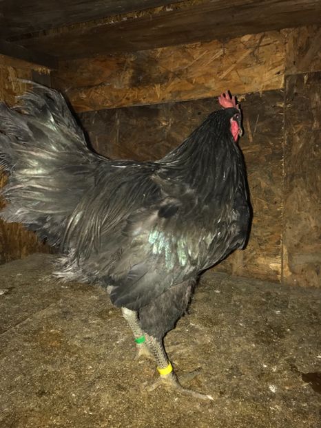 33E4A3C4-2818-4C54-B51C-4B8EB06F244F - Gigant Jersey