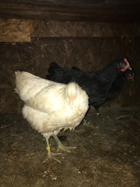 0C629264-E839-4F4F-A025-4792723E2865 - Gigant Jersey