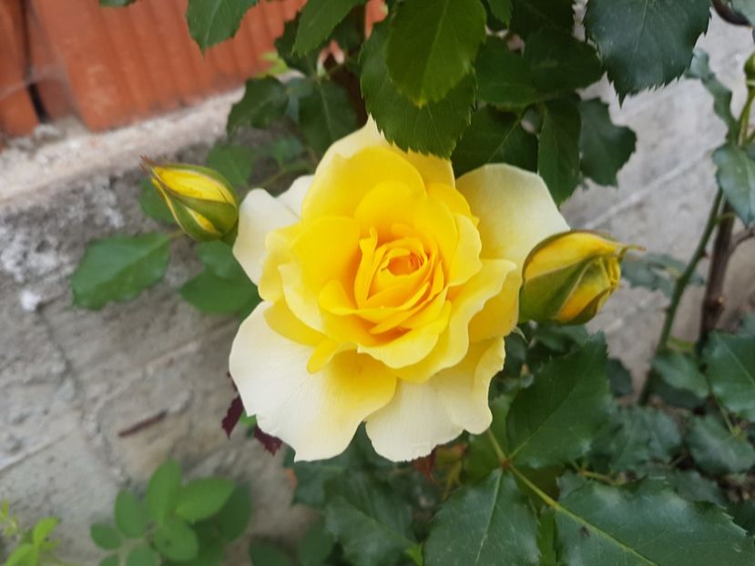  - Rimosa urcator