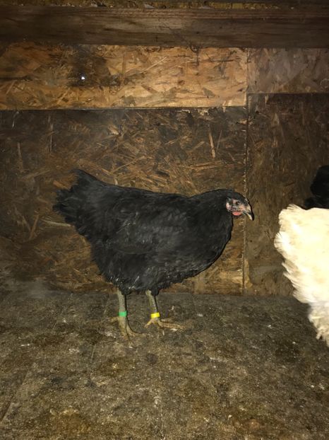 007D09B2-8188-4265-95EB-20830D752108 - Gigant Jersey