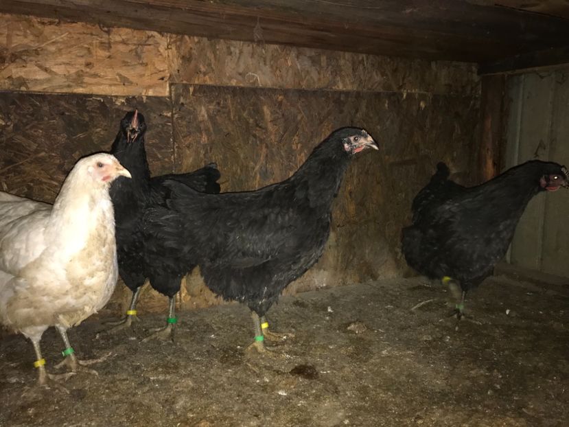 7E31A4AC-81A9-488C-8CE5-7F9005A837AF - Gigant Jersey