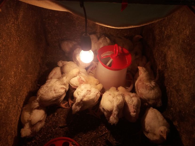 Pui de carede Agroland - Pitici si pasari  2016