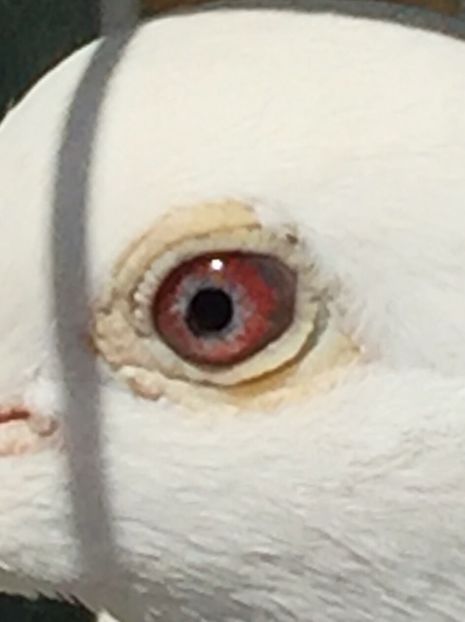 Ochi Alb - Voiajori albi sport