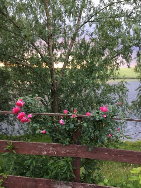 A926D16E-AC8C-4D9E-A113-5E237ADB441E - Apus  de soare