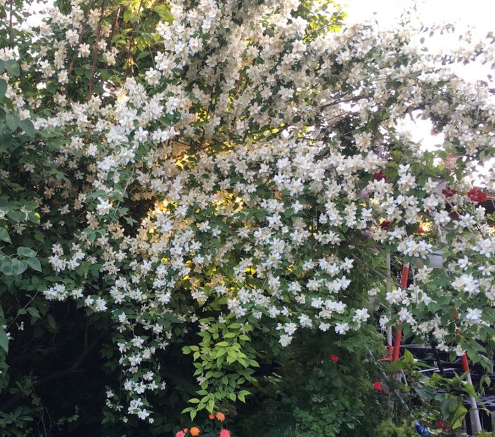 C3896831-324F-4529-9B52-454D0625966B - Arbuști 2018