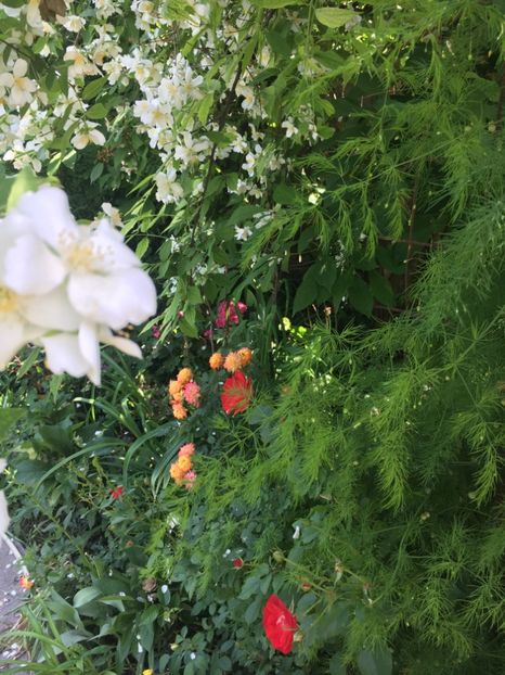 7E08E797-EE09-45E7-A1F1-E117E632A3FF - Arbuști 2018