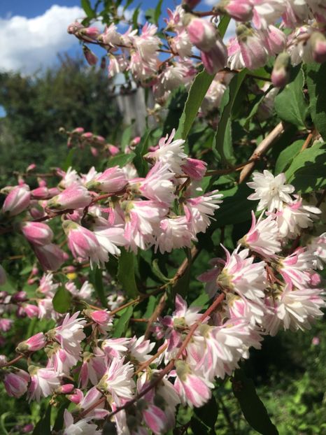 Deutzia - Arbuști 2018