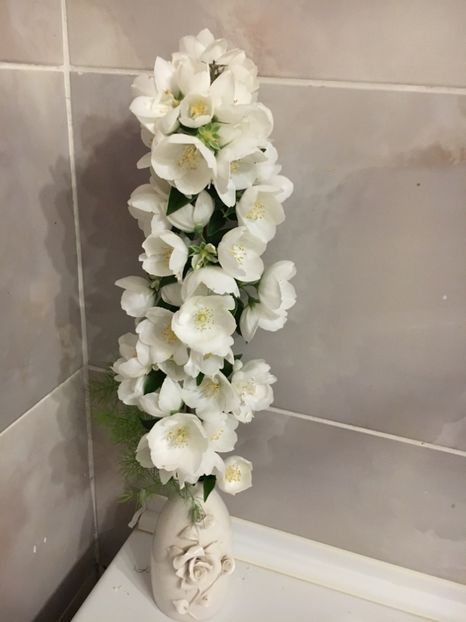 505E3E4D-FC63-4CFC-BEE8-CA6585BA2C4B - Arbuști 2018