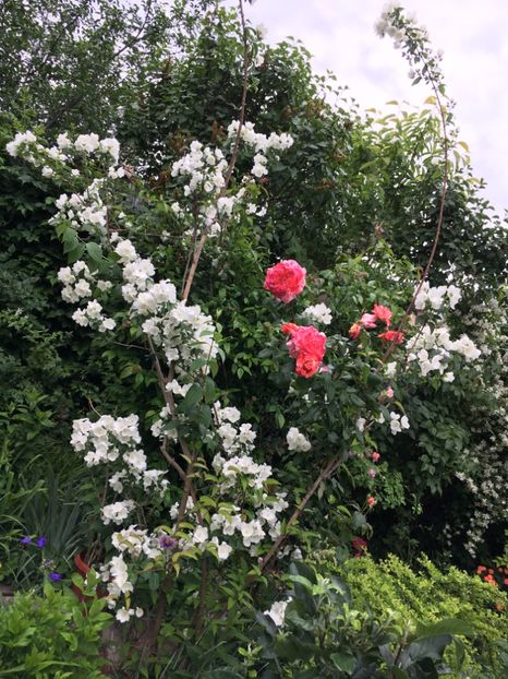 F7361D0F-CB85-4CB3-AF2B-3421777D1289 - Arbuști 2018