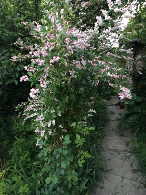 E61CD2A4-1895-4100-9D25-15ACCADCAD33 - Arbuști 2018