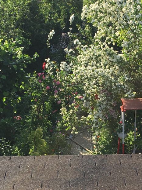 B29AC777-1791-4F31-B4F6-42DB4CD10432 - Arbuști 2018