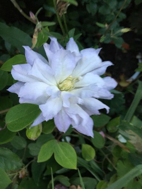 9D53F31A-C0CB-4F55-8ADC-D93739051B1A - Clematite 2018