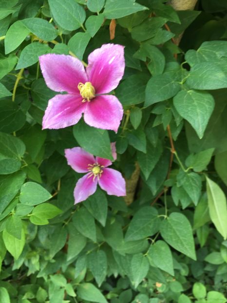 29278599-74A9-49AC-A614-E2D1768546B8 - Clematite 2018