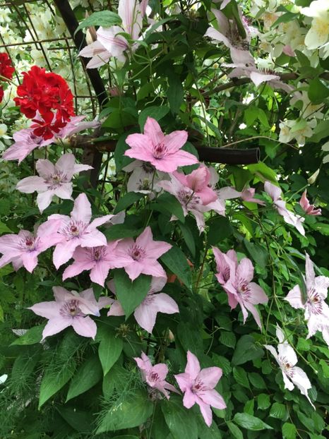 4462E144-62FF-41C5-B20E-17F0FD788E21 - Clematite 2018