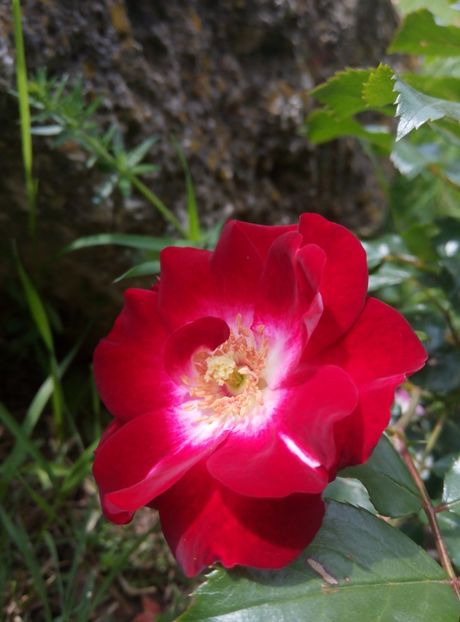 2018-21 mai - Patrick poivre