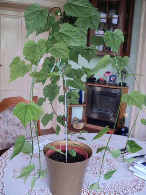 21 mai 2018 - ABUTILON