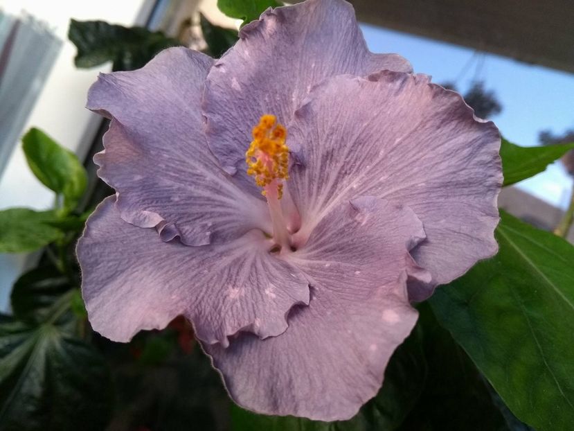 Moorea Teanihei - 0Hibiscus in colectie infloriti