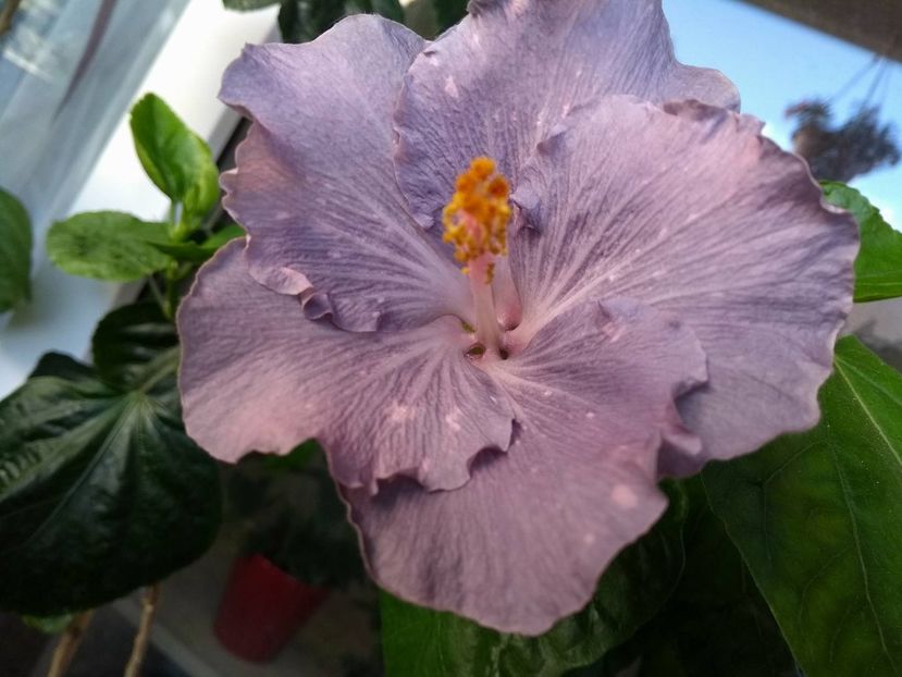 Moorea Teanihei - 0Hibiscus in colectie infloriti