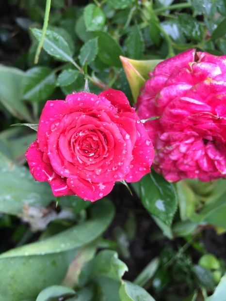 2F1FCDDF-FDFC-46C6-89DC-103F3C83E2D6 - Trandafiri mini