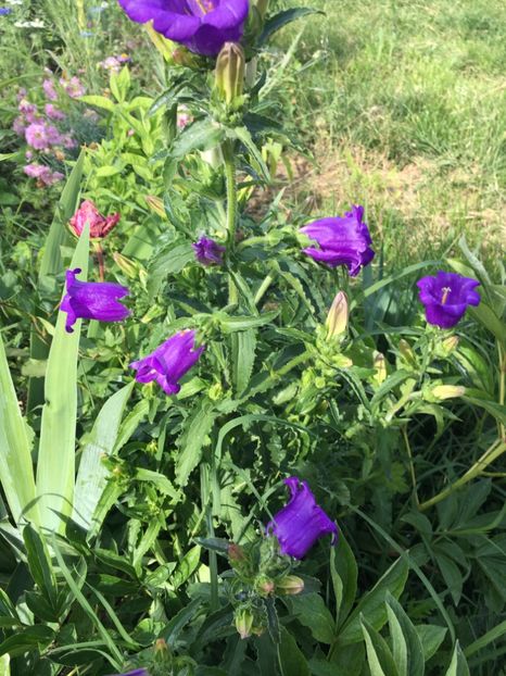 8C5F7D4A-7451-40EF-85F1-35D093565F35 - Flori la balta 2018