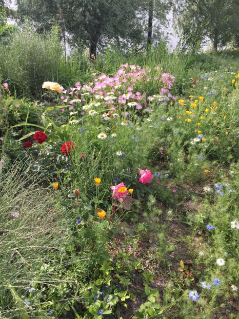 3EDDFB2E-81A9-43AD-9E88-CE0FAB6A439E - Flori la balta 2018