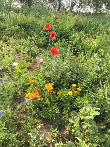 87984ABF-C7EA-47C1-B5FB-75B6724C25E1 - Flori la balta 2018