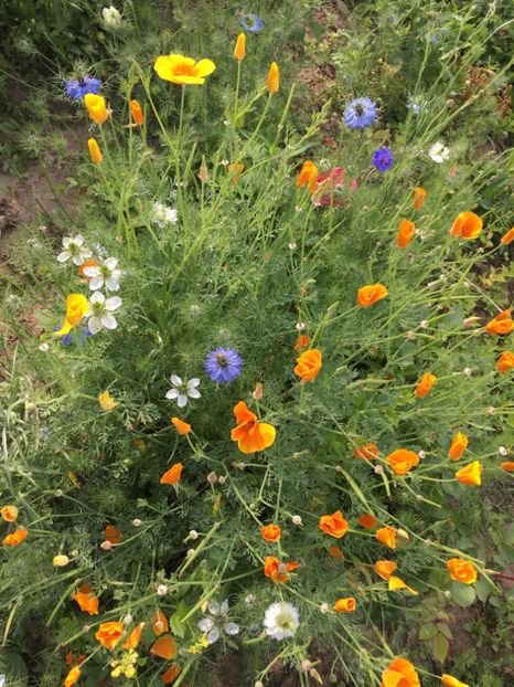 E8865C34-3D67-474A-A86B-A6251DBD15D3 - Flori la balta 2018