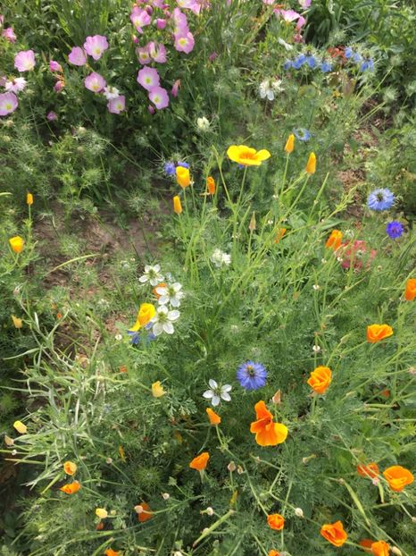 FFC1F841-08C6-4FC9-A213-39D4AA6A1EAB - Flori la balta 2018