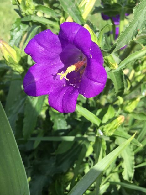 64CBDFEB-191F-413D-9F55-B1A6F2319933 - Flori la balta 2018