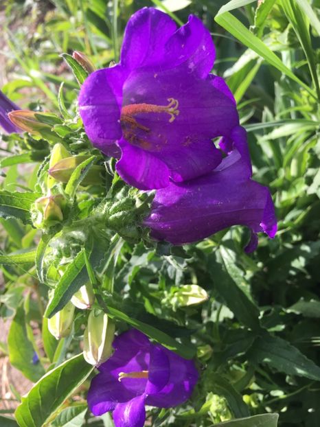 AF821D1A-2E88-4F35-8DE3-812A91EDAED4 - Flori la balta 2018