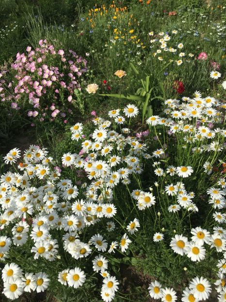 BE92207A-89C5-4C1B-A129-F8D66A806312 - Flori la balta 2018