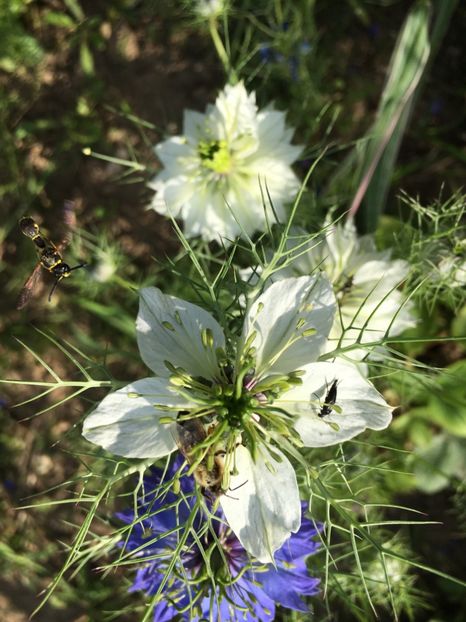 73DAB7F4-B03F-4003-898C-08C250602385 - Flori la balta 2018