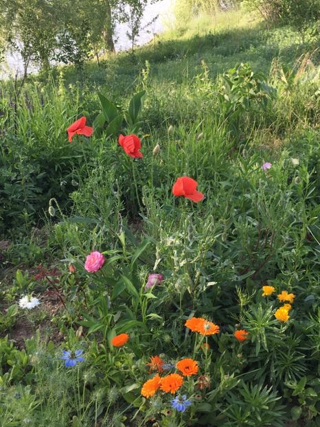 72AF33EF-C63A-4668-8070-C3C3502CE2AA - Flori la balta 2018