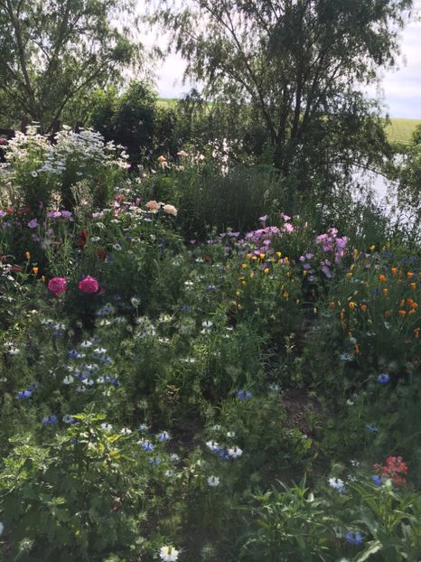 54F01990-3324-49E7-9392-FE63CA0873A0 - Flori la balta 2018