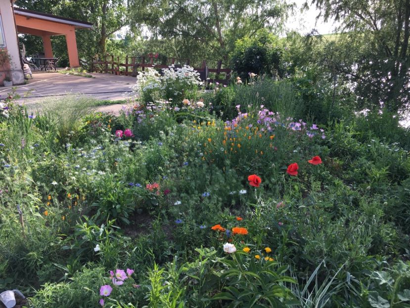 3A3CE066-3596-42E6-97DE-F30F237A7C61 - Flori la balta 2018