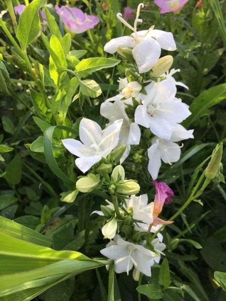 7144F83B-AD7E-4541-B47C-DC90A23175CC - Flori la balta 2018