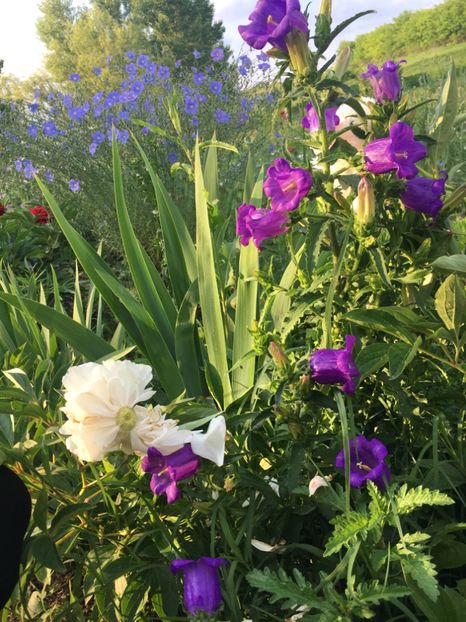 5E2715BE-4C19-4F6A-A14E-1EAED2BAB629 - Flori la balta 2018