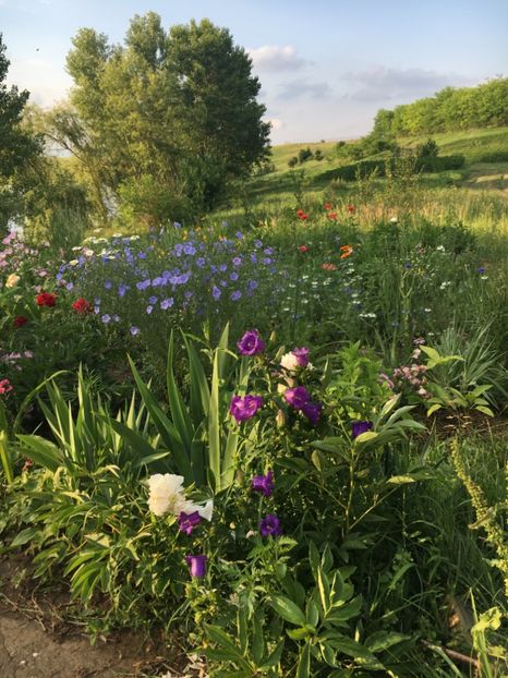 6E817797-5787-4493-9113-0C55FD875675 - Flori la balta 2018