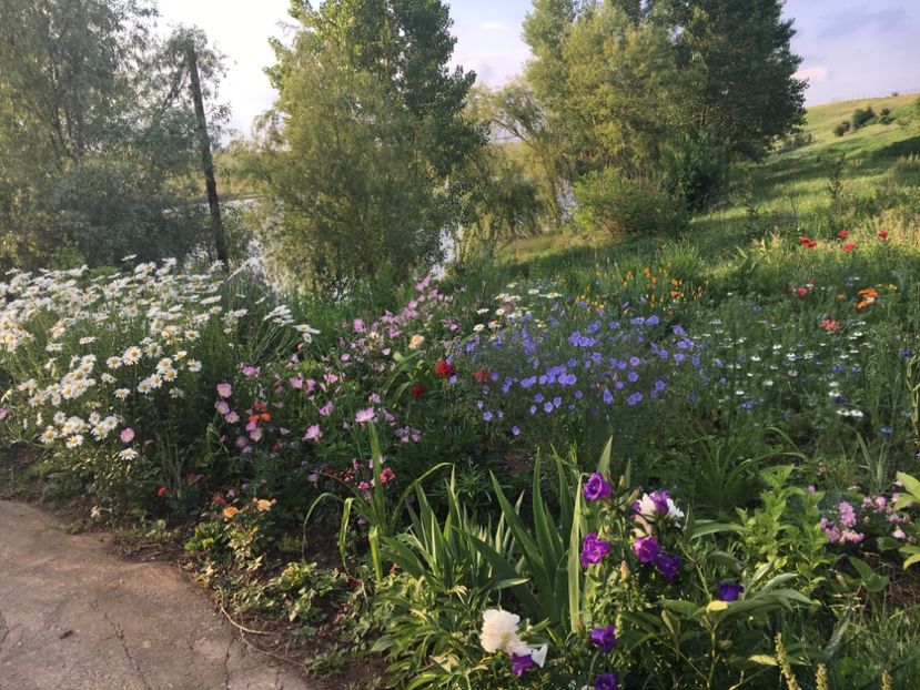 31241F68-A145-4952-A672-AE3D5041EA7A - Flori la balta 2018