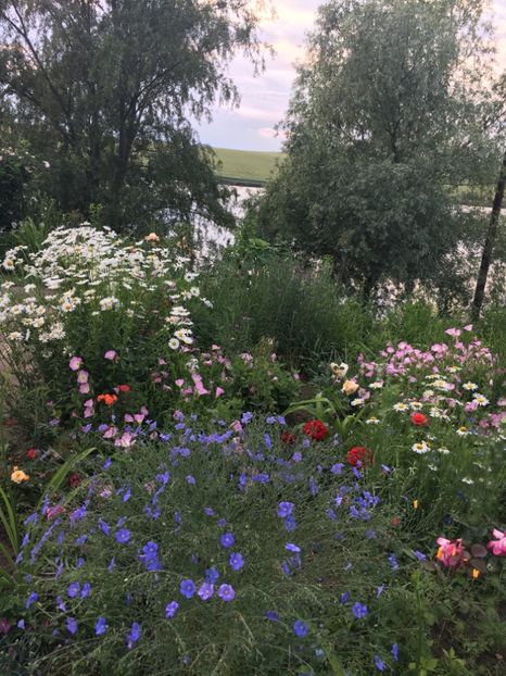 72AB0FA2-8B72-454C-862E-787FF0F0EC3E - Flori la balta 2018