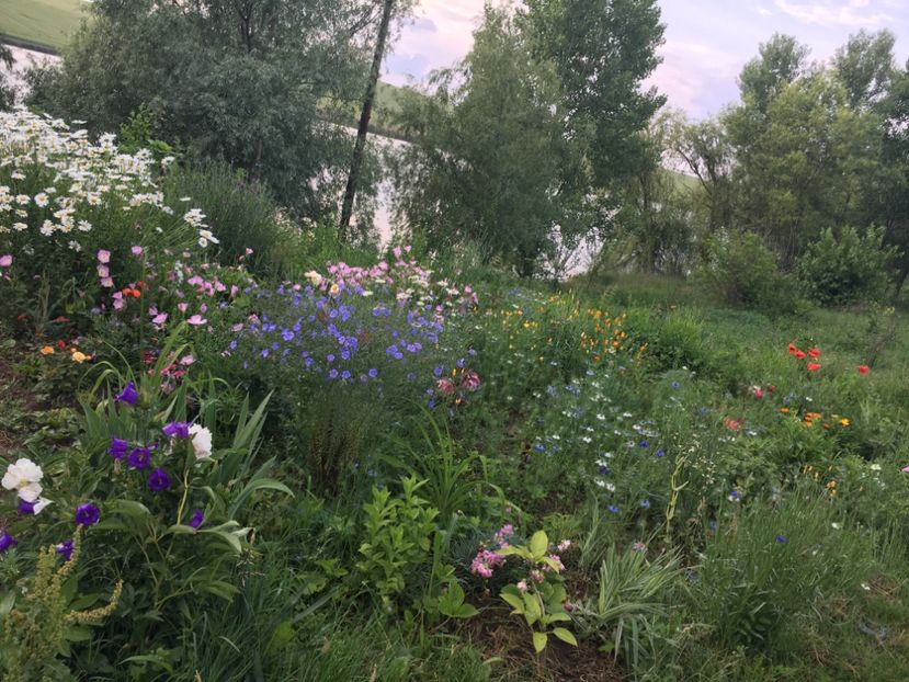 F67556C2-ACF3-4546-BD58-B8799F69F211 - Flori la balta 2018