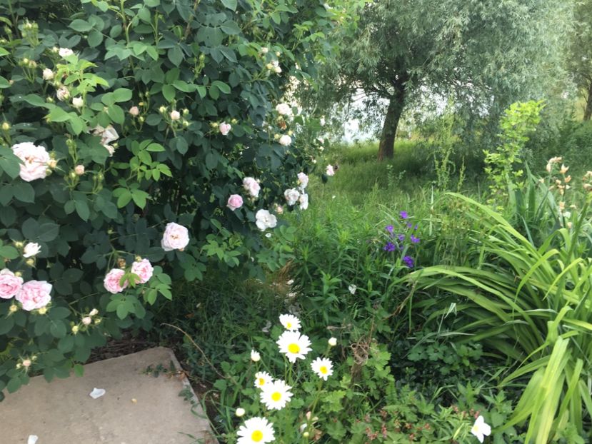 BD8EE352-5122-4316-AEAF-3EE78A7E835D - Flori la balta 2018