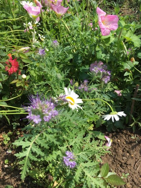 E1774D74-08B1-40F3-A9F5-CF2288CA479A - Flori la balta 2018