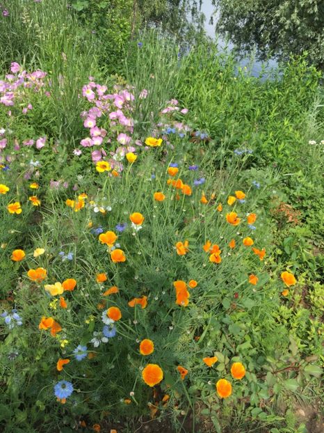 AC03E2B1-FA81-49FD-81B1-4A1A03A9A141 - Flori la balta 2018