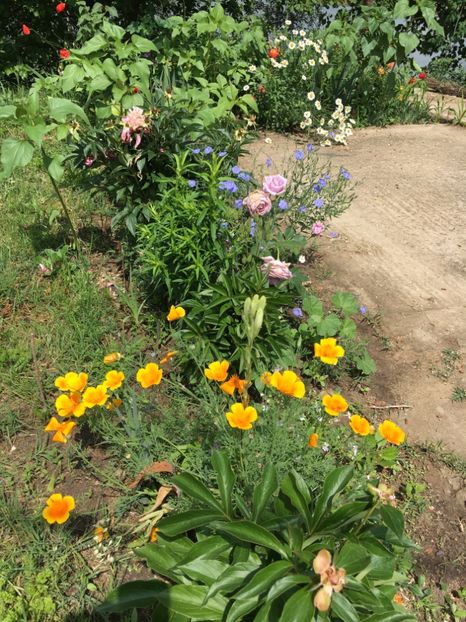 6F0C255D-ED9C-492F-A42C-204FF08BCAFF - Flori la balta 2018