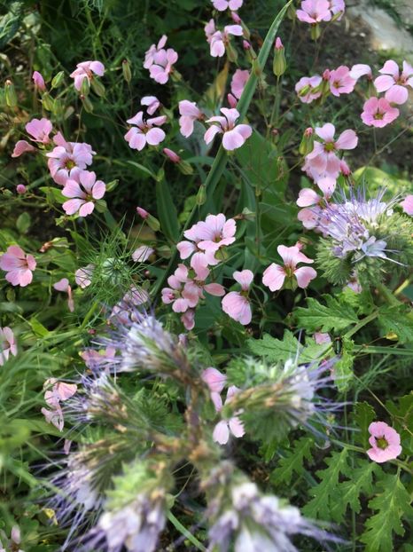 DB0A76EE-1CE8-4DDC-857C-749E4A3376B6 - Flori la balta 2018