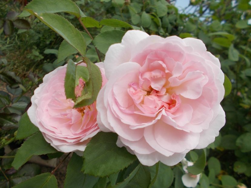  - Winchester Cathedral