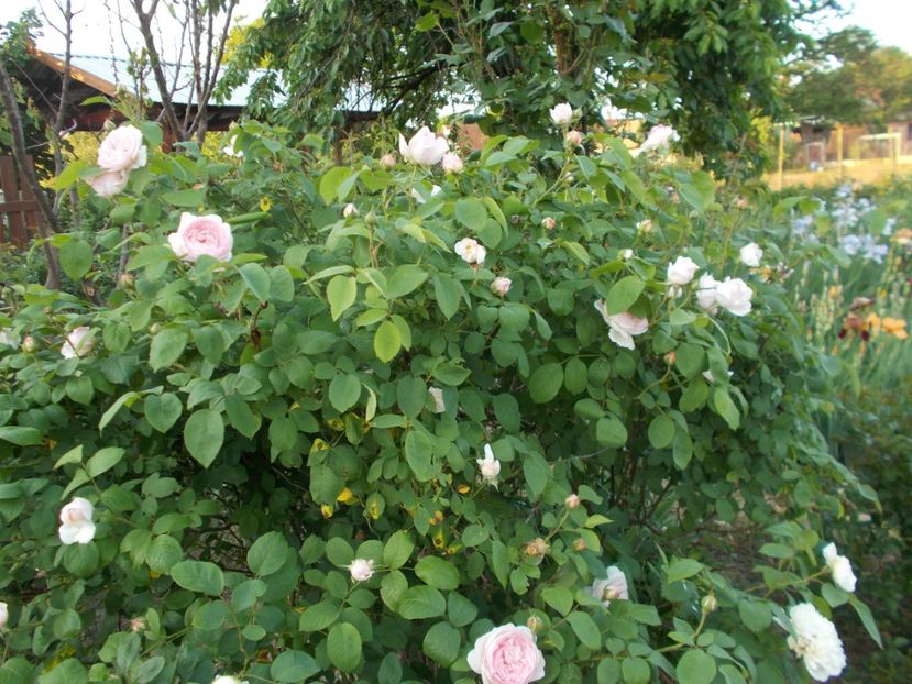  - Winchester Cathedral