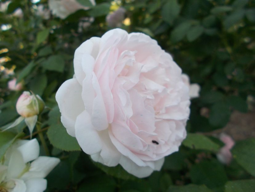  - Winchester Cathedral